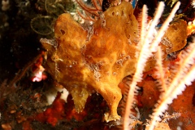 Komodo 2016 - Giant frogfish - Antenaire geant - Antennarius commerson - IMG_7265_rc